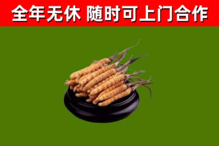 玉龙回收冬虫夏草