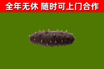 玉龙回收海参干